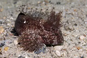 Wispy Waspfish (Paracentropogon longispinis) on sandy ground