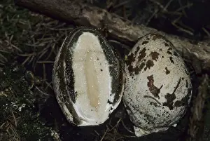 Witch's egg (Phallus impudicus)<br> Witch's egg (Phallus impudicus)