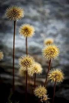 Withered mountain flower with dewdrops