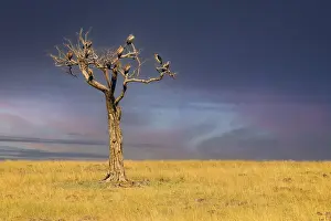 Withered tree with various vulture species in front of a thunderstorm front