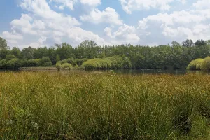 Witte Venn nature reserve, on both sides of the Dutch border