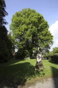 Wittekind lime tree in Elbrinxen