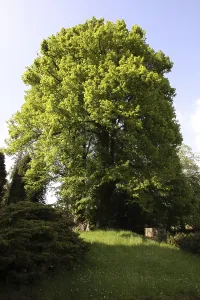Wittekind lime tree in Elbrinxen