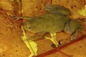 De Witte's Clawed Frog, De Witte's Clawed Frogs