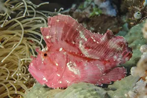 Wobbegong fish (Taenianotus Triacanthus)