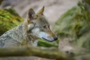 Wolf attentively looks at the environment in the forest