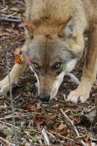 Wolf (Canis lupus)