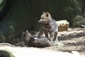 Wolf (Canis lupus)