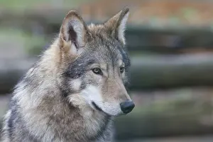 Wolf (Canis lupus)