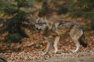 Wolf (Canis lupus)