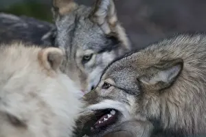 Wolf (Canis lupus)