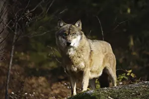 Wolf (Canis lupus)