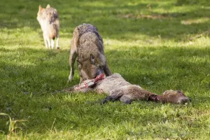 Wolf (Canis Lupus)