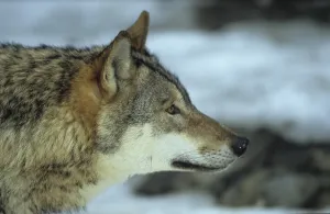 Wolf (Canis lupus)