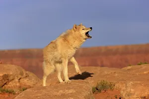 Wolf, (Canis lupus), adult, howling