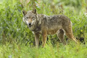 Wolf (Canis lupus), captive
