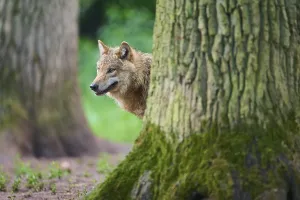 Wolf (Canis lupus), captive