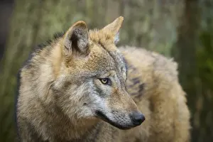 Category Forests Prints: Wolf (Canis lupus), close-up portrait of a wolf in front of a tree in the forest