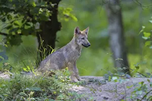 Wolf (Canis lupus), cub in summer, captive