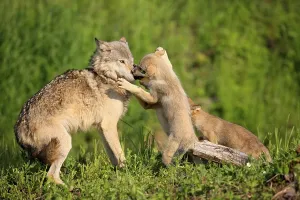 Wolf (Canis lupus), cubs begging their mother for food