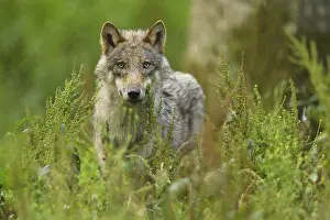 Wolf (Canis lupus), in forest, summer