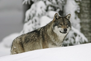 Wolf (Canis lupus) in a game reserve