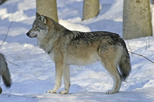 Wolf (Canis lupus) in a game reserve