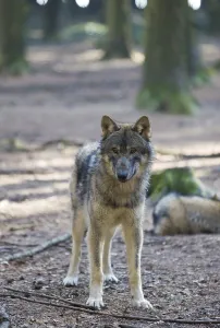 Wolf, Canis lupus, Germany, Bavaria