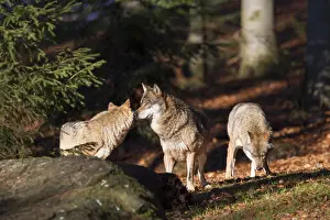 Wolf, Canis lupus, gray wolf