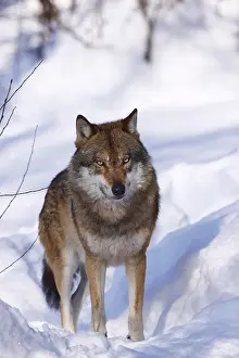 Wolf, Canis lupus, gray wolf