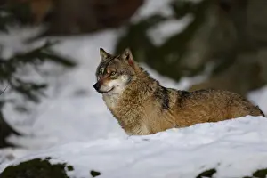 Wolf, Canis lupus, gray wolf
