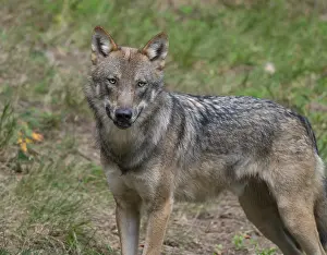 Wolf (Canis lupus) looking attentively