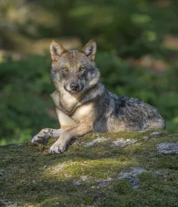 Wolf (Canis lupus) lying on a moss-covered rock and looking attentively, captive, Bavarian Forest National Park, Bavaria, Germany, Europe