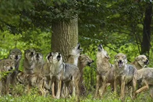 Wolf (Canis lupus), pack of wolves howling in forest
