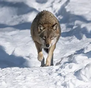 Wolf (Canis lupus) running through its territory in the snow