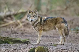 Wolf (Canis lupus), a single wolf looks into the camera in the forest