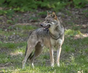 Wolf (Canis lupus) standing in a clearing in the forest and looking attentively