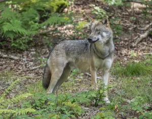 Wolf (Canis lupus) standing in a clearing in the forest and looking attentively