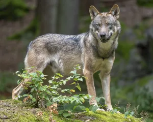 Wolf (Canis lupus) standing on a moss-covered rock and looking attentively