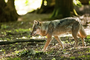 Wolf (Canis lupus) walking in a forest