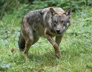 Wolf (Canis lupus) walks through its territory and looks attentively