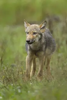 Wolf (Canis lupus), wolf cubs on the meadow