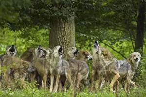 Wolf (Canis lupus), wolf pack standing and howling in a green forest area