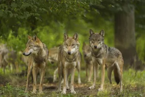 Wolf (Canis lupus), wolf pack standing on a meadow in forest