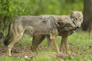 Wolf (Canis lupus), two Wolves, captive