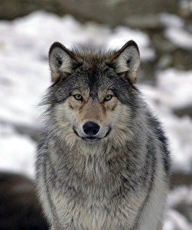 Wolf (Canis Lupus), Zoo Tierpark Bad Mergentheim