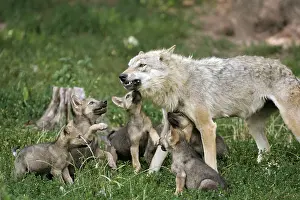 Wolf with cubs (Canis lupus), cub