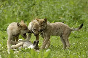 Wolf cubs, wolves (Canis lupus)