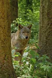 Wolf, European gray wolf, Canis lupus