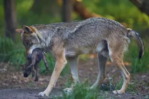 Wolf gently holding his puppy while walking through the forest